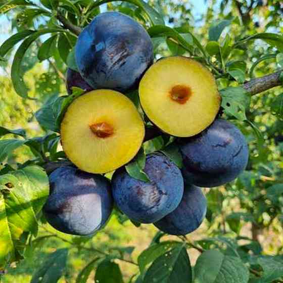 Саженцы диплоидной сливы Блю Кармен (привитый) - 1-летний Черновцы