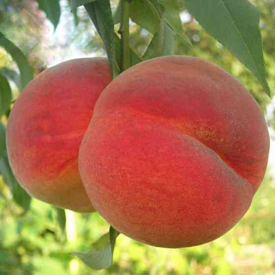 Саджанці персика Вардені (привитий) - 1-річний Чернівці