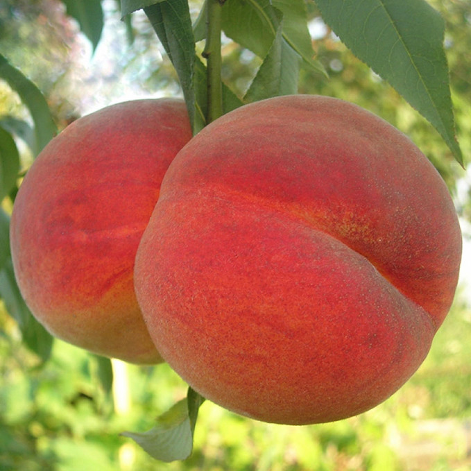 Саджанці персика Вардені (привитий) - 1-річний Чернівці - фото 1