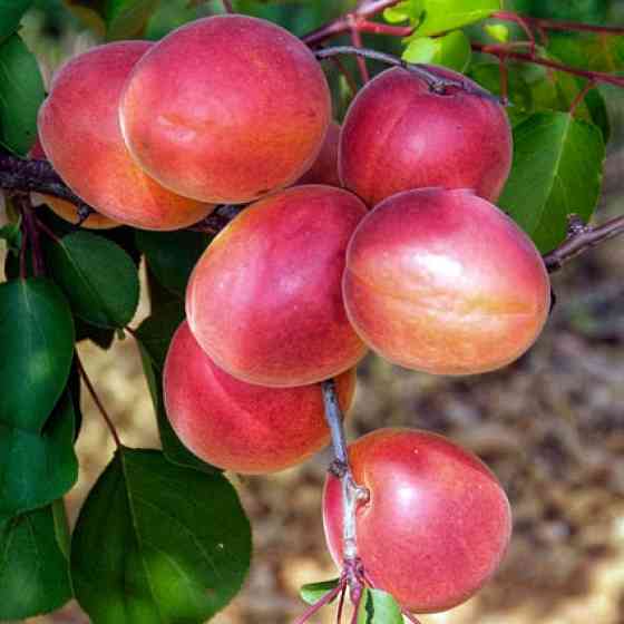 Саженцы абрикоса Меджик Кот (привитый) - 2-летний Черновцы