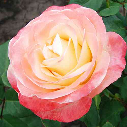 Саджанці троянд Белла Перла (привитий) - 2-річний Чернівці