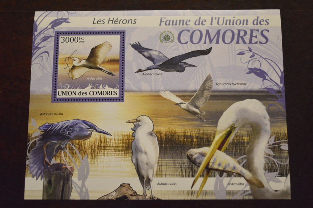 Коморские острова. Фауна. 2009год (А) Полтава - изображение 1