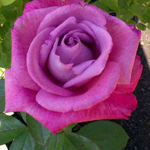 Саджанці троянд Ліла Вандер (привитий) - 2-річний Чернівці