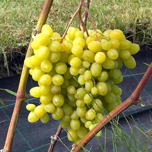 Саженцы винограда Несравненный Кишмиш (черенкованный) - 2-летний Черновцы