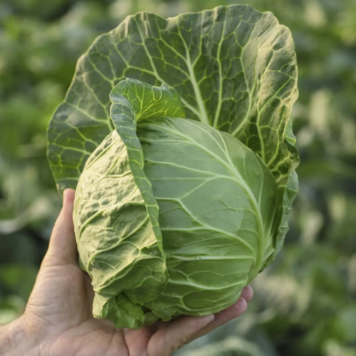 Капуста білоголова Заріссіма F1 рання 20шт Професійне насіння Житомир - фото 2