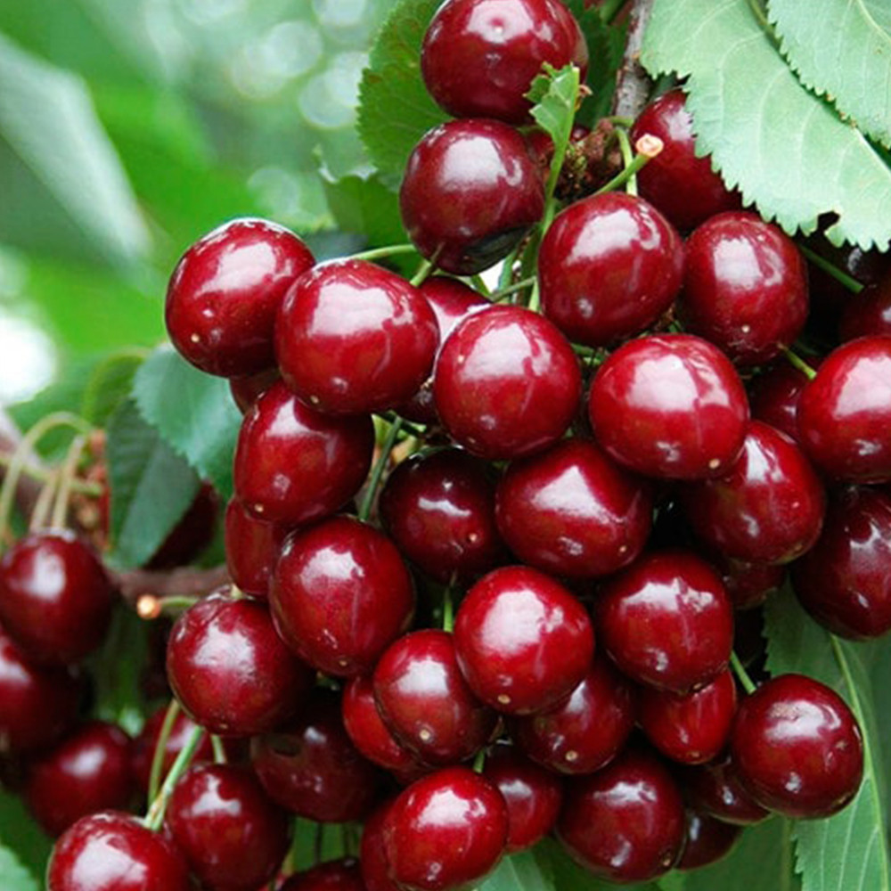 Саджанці колоновидної черешні Сільвія (привита) Чернівці - фото 1