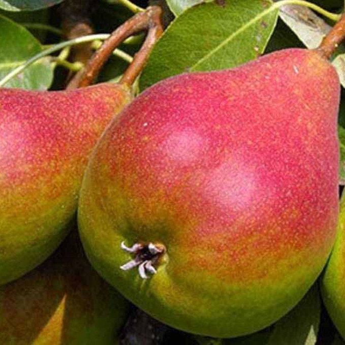 Саженцы груши Генерал Тотлебен (привитый) - 2-летний Черновцы - изображение 1