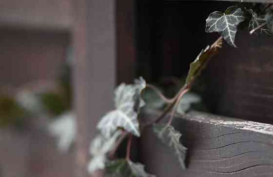 Объектив Canon EF 100mm. F/2.0 USM Киев