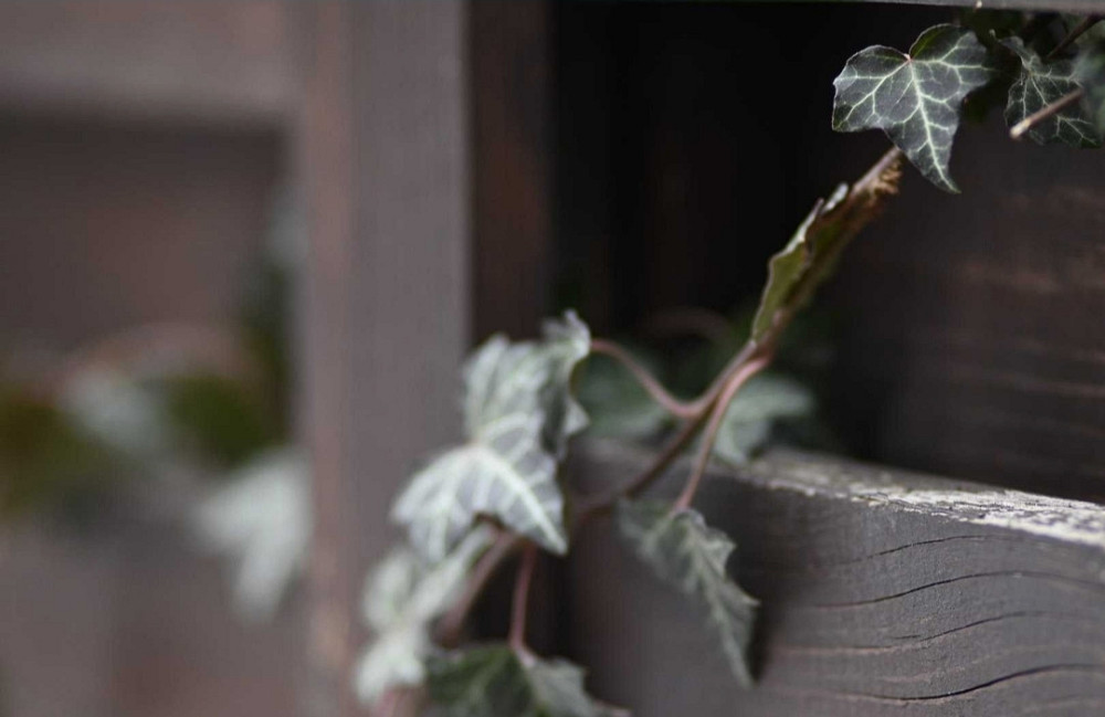 Объектив Canon EF 100mm. F/2.0 USM Киев - изображение 2