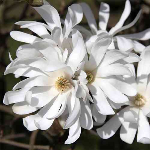 Саженцы магнолии Стеллата - 2-летний Черновцы