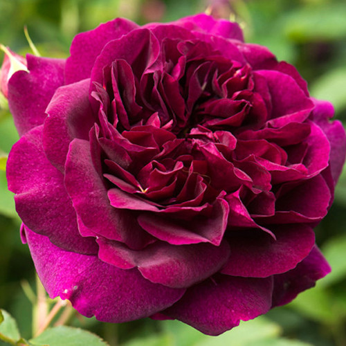 Саджанці троянд Дарсі Бассел (привитий) - 2-річний Чернівці - фото 1