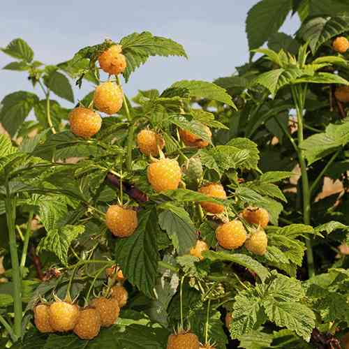 Саджанці малини Жовта Медова (черенкований) - 1-річний Чернівці