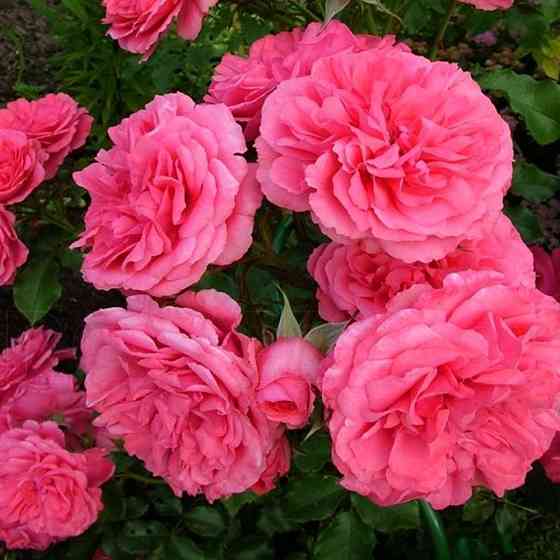 Саженцы роз на штамбе Розариум Ютерсен (привитый) Черновцы