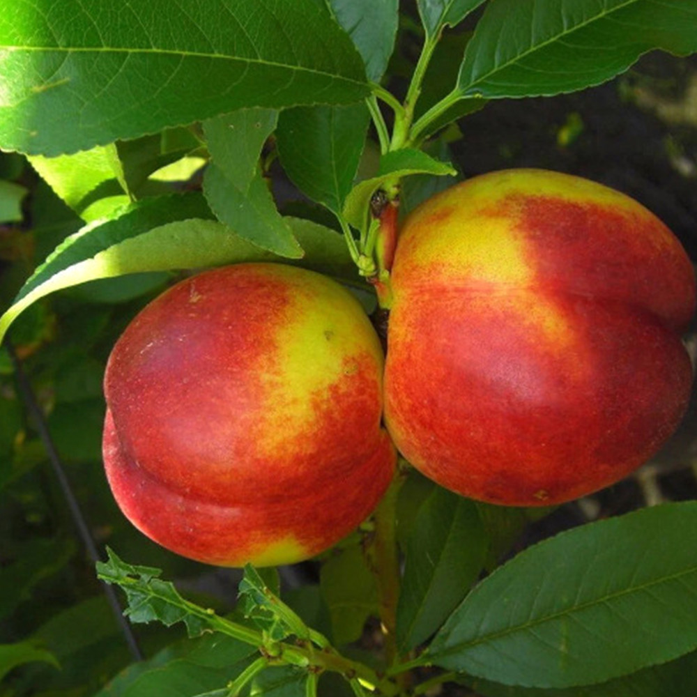 Саджанці колоновидного нектарину Містер Персі (привитий) - 1-річний Чернівці - фото 1