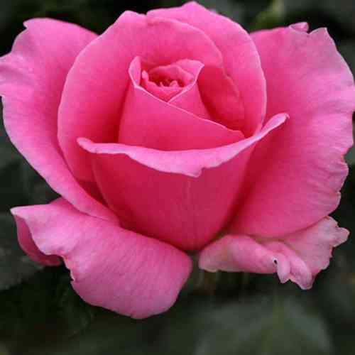 Саджанці троянд Ейфелева Вежа (привитий) - 2-річний Чернівці