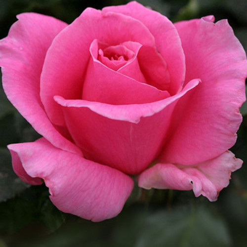 Саджанці троянд Ейфелева Вежа (привитий) - 2-річний Чернівці - фото 1