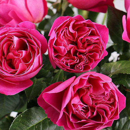 Саджанці троянд Малиновий Піон (привитий) - 2-річний Чернівці - фото 1