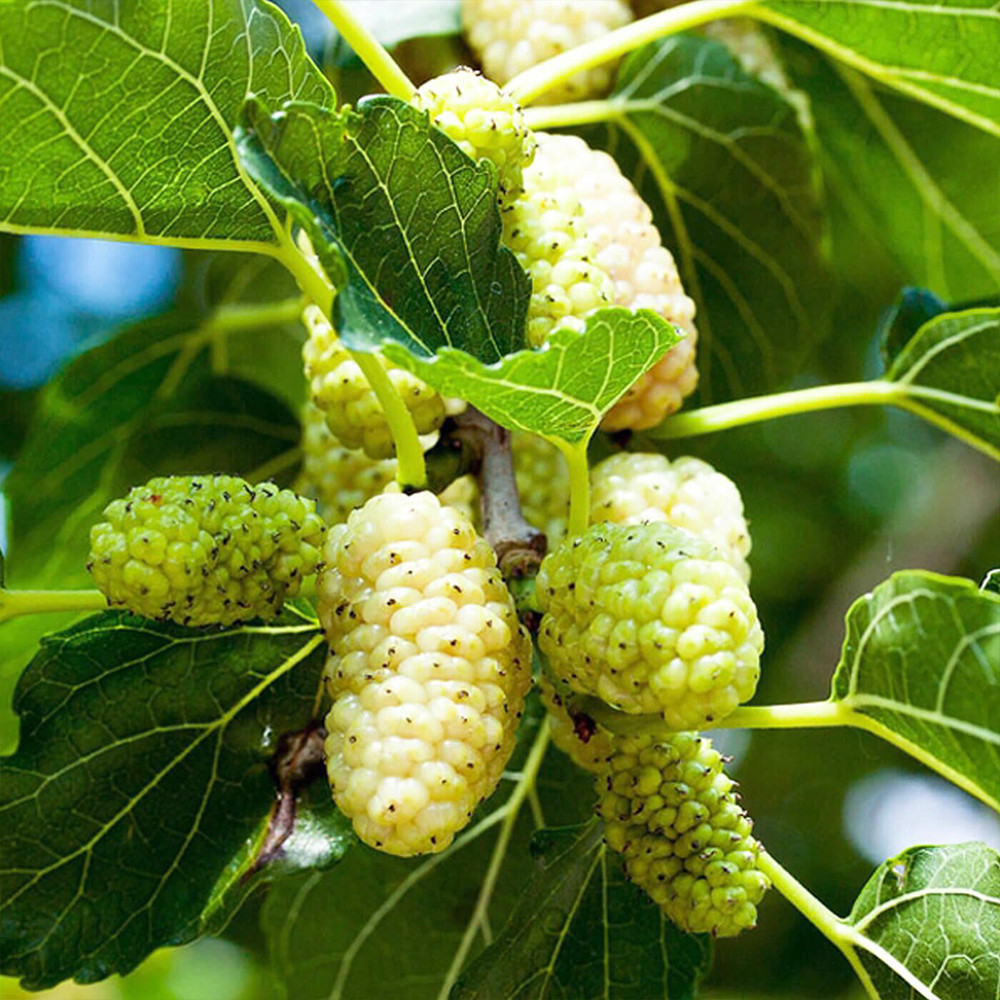 Саженцы шелковицы Стамбульская Белая - 2-летний (привитый) Черновцы - изображение 3