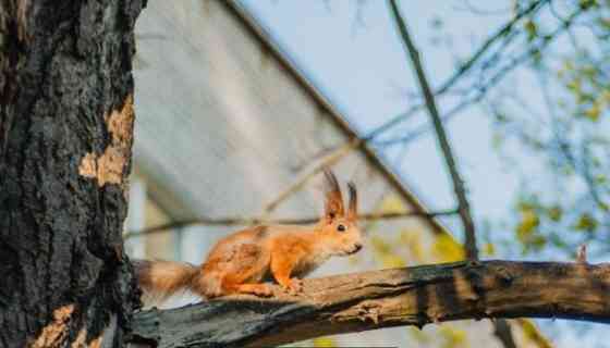 Объектив Nikon Nikkor 28-105mm f3,5 -4,5 D. Киев