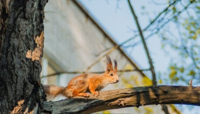 Объектив Nikon Nikkor 28-105mm f3,5 -4,5 D. Киев - изображение 4