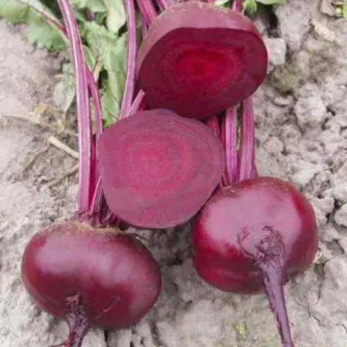 Буряк столовий Водан F1 круглий 2гр Професійне насіння Житомир - фото 3