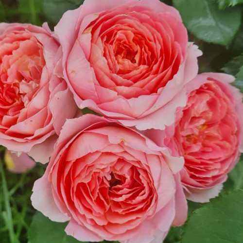 Саженцы роз Амандин Шанель (привитый) - 2-летний Черновцы - изображение 1