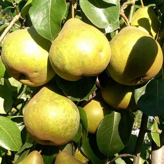 Саджанці груші Платонівська (привитий) - 1-річний Чернівці