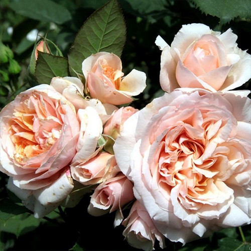 Саджанці троянд Вероніка (привитий) - 2-річний Чернівці - фото 1