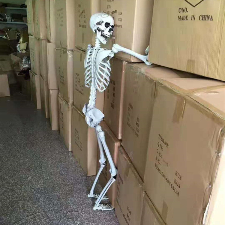 Анатомічний скелет людини RESTEQ 170 см — велика навчальна модель із ПВХ з рухомою щелепою, білий Київ - фото 10