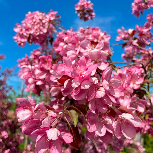 Саженцы яблони Рудольф (привитый) - 2-летний Черновцы - изображение 1