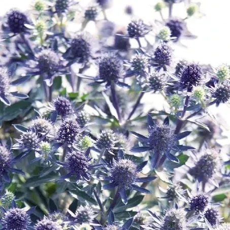 Синеголовник полевой (Синьоголовник польовий) 100г master sem Киев - изображение 3