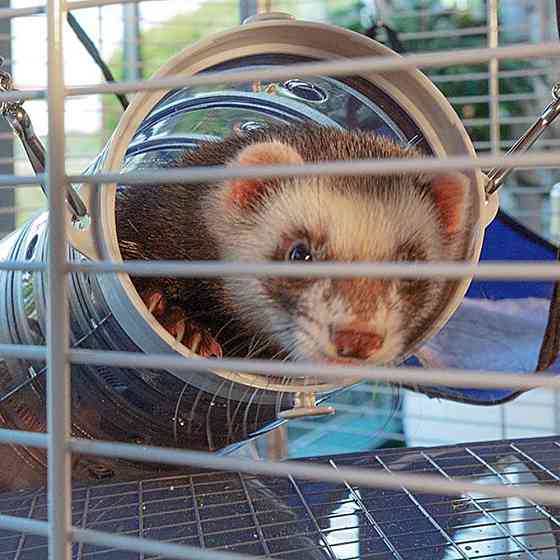 Двоповерхова карта для тхорів і шиншил Ferplast Furet Tower (Ферпласт Фюрет Тавер) Запоріжжя