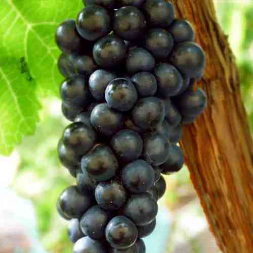 Саженцы винограда Черный Доктор (черенкованный) - 1-летний Черновцы