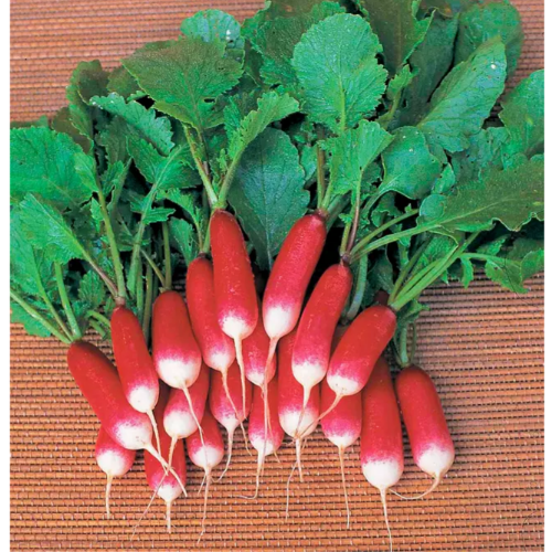 Редис Французький сніданок 3гр Професійне насіння Житомир - изображение 3