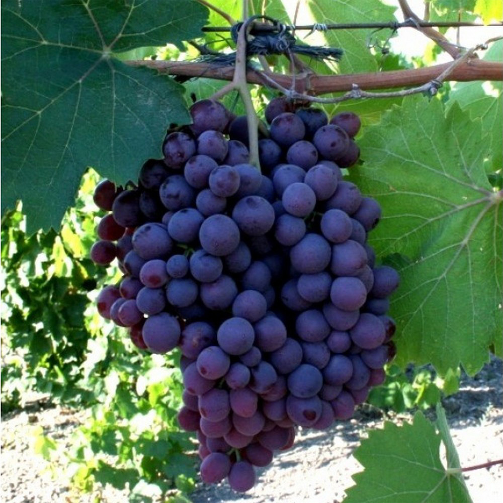 Cаджанці винограду Рубін (черенкований) - 1-річний Чернівці - фото 2
