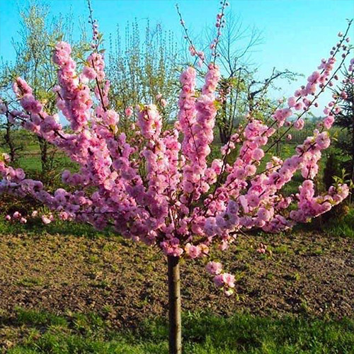 Саджанці мигдалю на штамбі Трилопатевий (привитий) - 2-річний Чернівці - фото 1