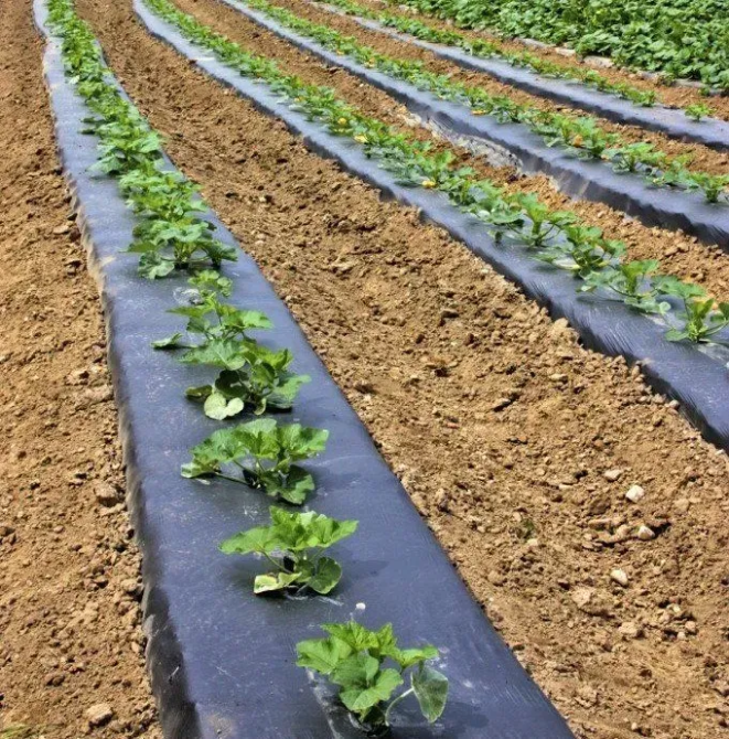 Плівка 30 мкм 0.8м* 1000м плівка чорна для мульчування перфорована Дніпро - фото 3