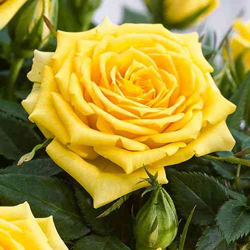 Саженцы роз Аполло (привитый) - 2-летний Черновцы