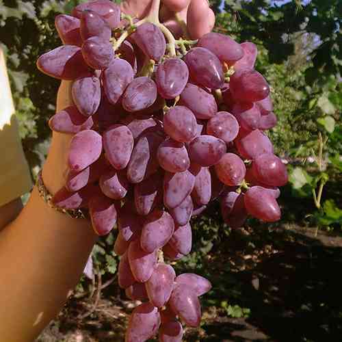 Cаджанці винограду Персей (черенкований) - 2-річний Чернівці
