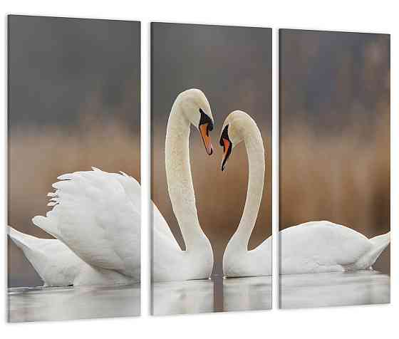 Модульная картина Белые Лебеди Art-127_XXL 70x130 см Киев