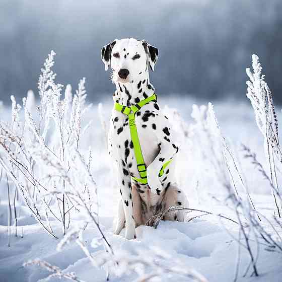 Шлея для собак водостійка анатомічна Н-подібна WAUDOG Waterproof з QR-паспортом, пластикова пряжка-фастекс, XL, Ш 40 мм, А 60-98 см, В 69-110 см, сала Київ