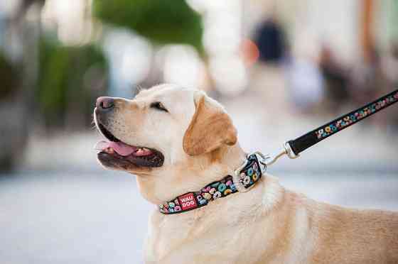 Нашийник для собак шкіряний WAUDOG Design з QR паспортом, малюнок "Пончики", Ш 35 мм, Д 46-59 см, чорний Вінниця