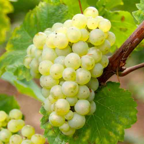 Саженцы винограда Торронтес (черенкованный) - 1-летний Черновцы