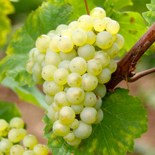 Cаджанці винограду Торронтес (черенкований) - 1-річний Чернівці - фото 1