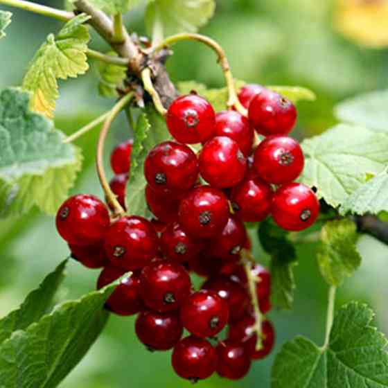 Саженцы смородины Львовянка (черенкованный) - 2-летний Черновцы