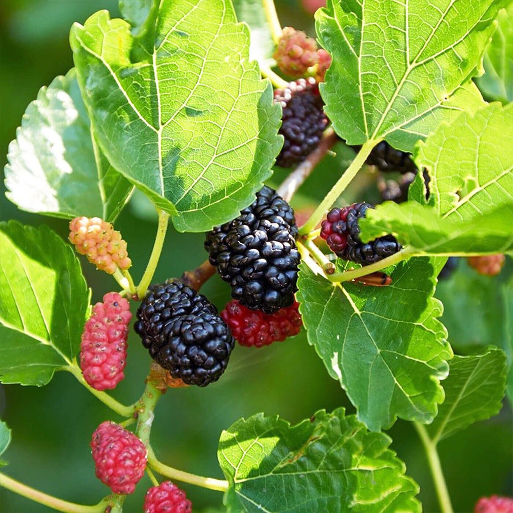 Черенки шелковицы Очарование (5 штук) Черновцы - изображение 1