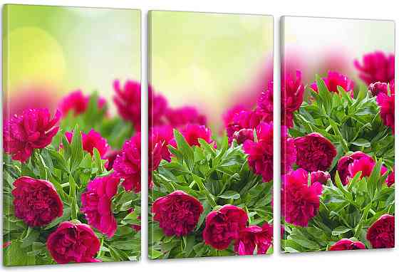 Модульная картина Пионы Аrt-236_3А Киев