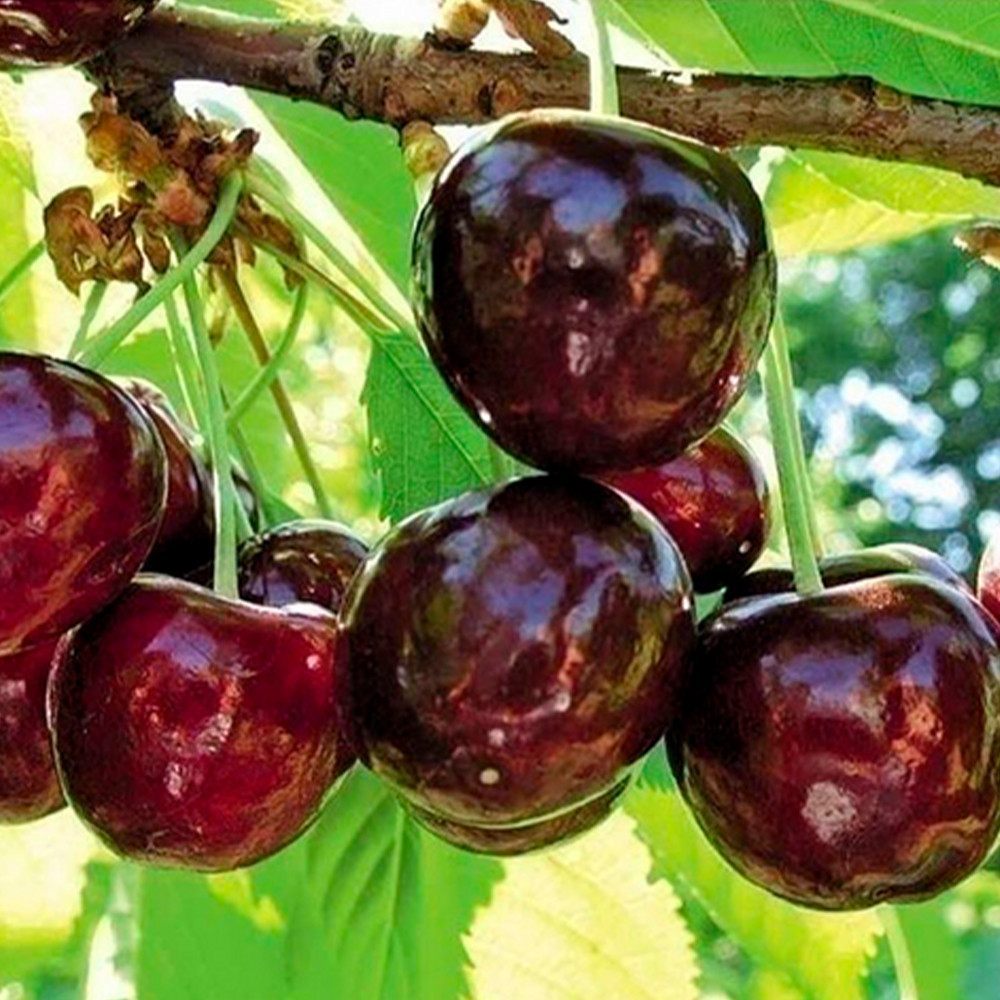 Саджанці черешні Каріна (привита) - 1-річний Чернівці - фото 3