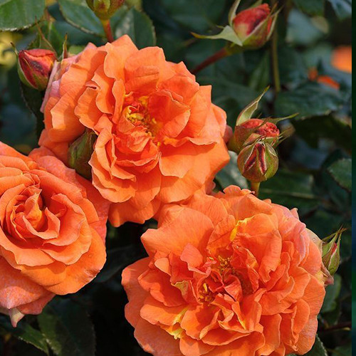 Саженцы роз Наранга (привитый) - 2-летний Черновцы - изображение 1