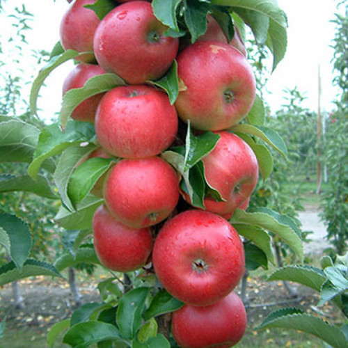 Саженцы колонновидной яблони Антей (привитый) - 1-летний Черновцы - изображение 1